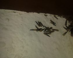 Problemas de ¿Hormigas o Termitas?