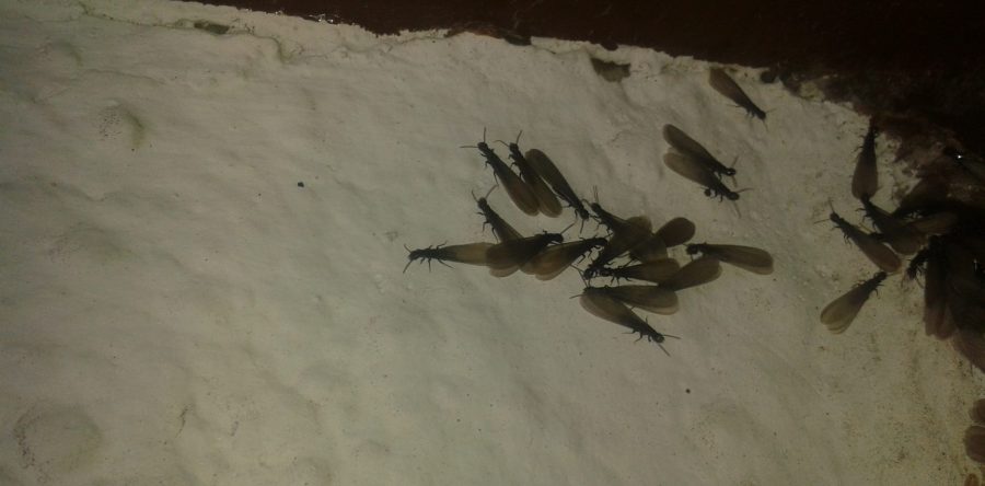 Problemas de ¿Hormigas o Termitas?